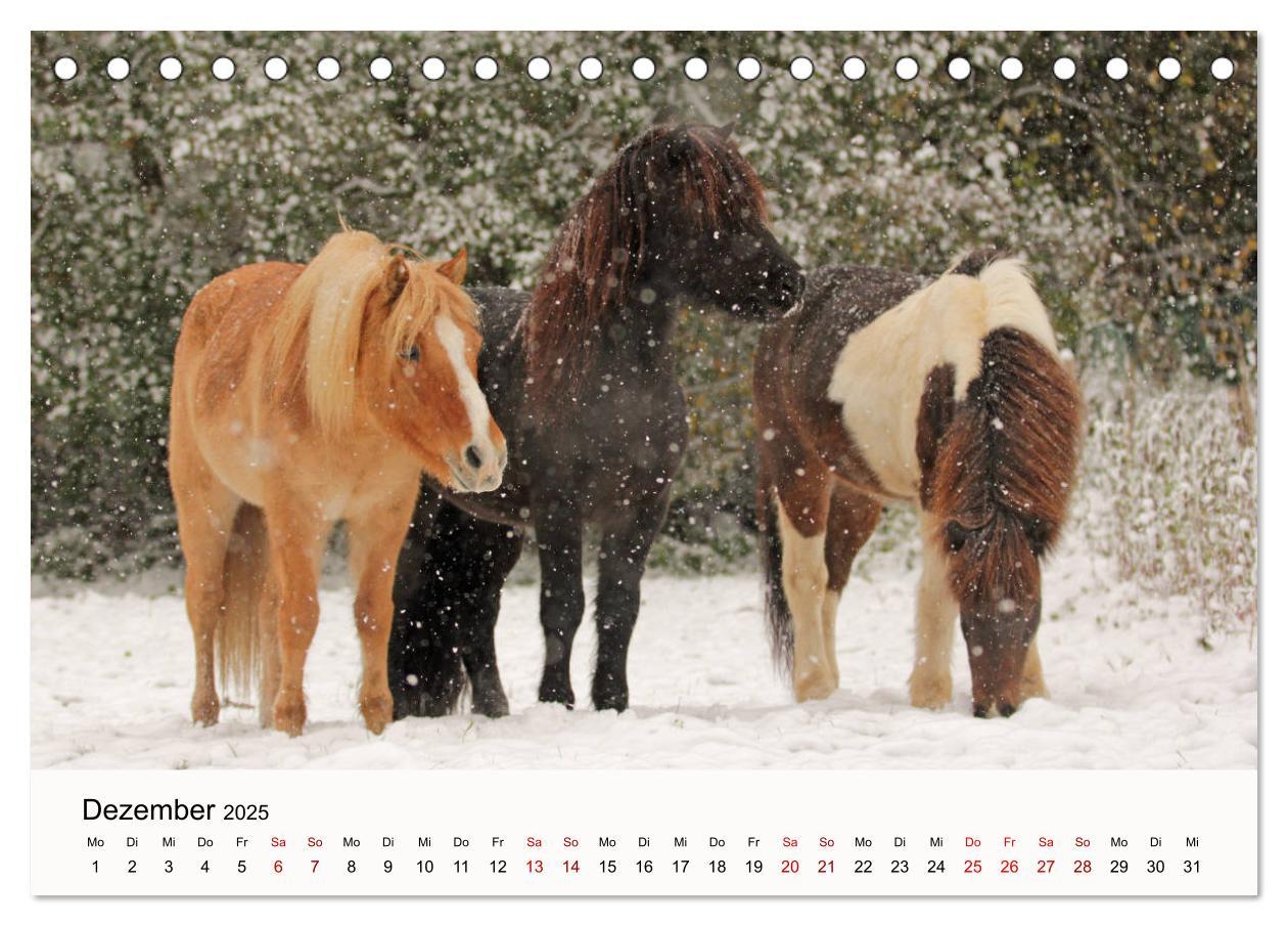 Bild: 9783435394975 | Isländer - icelandic horses (Tischkalender 2025 DIN A5 quer),...