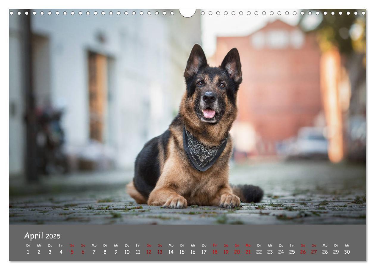 Bild: 9783435350988 | Schäferhunde und Ihre Vielfalt (Wandkalender 2025 DIN A3 quer),...