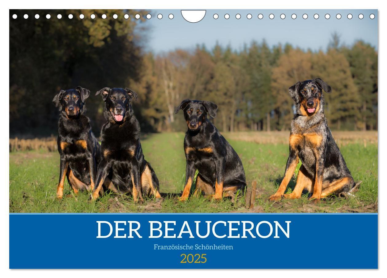 Cover: 9783457197196 | Der Beauceron (Wandkalender 2025 DIN A4 quer), CALVENDO Monatskalender