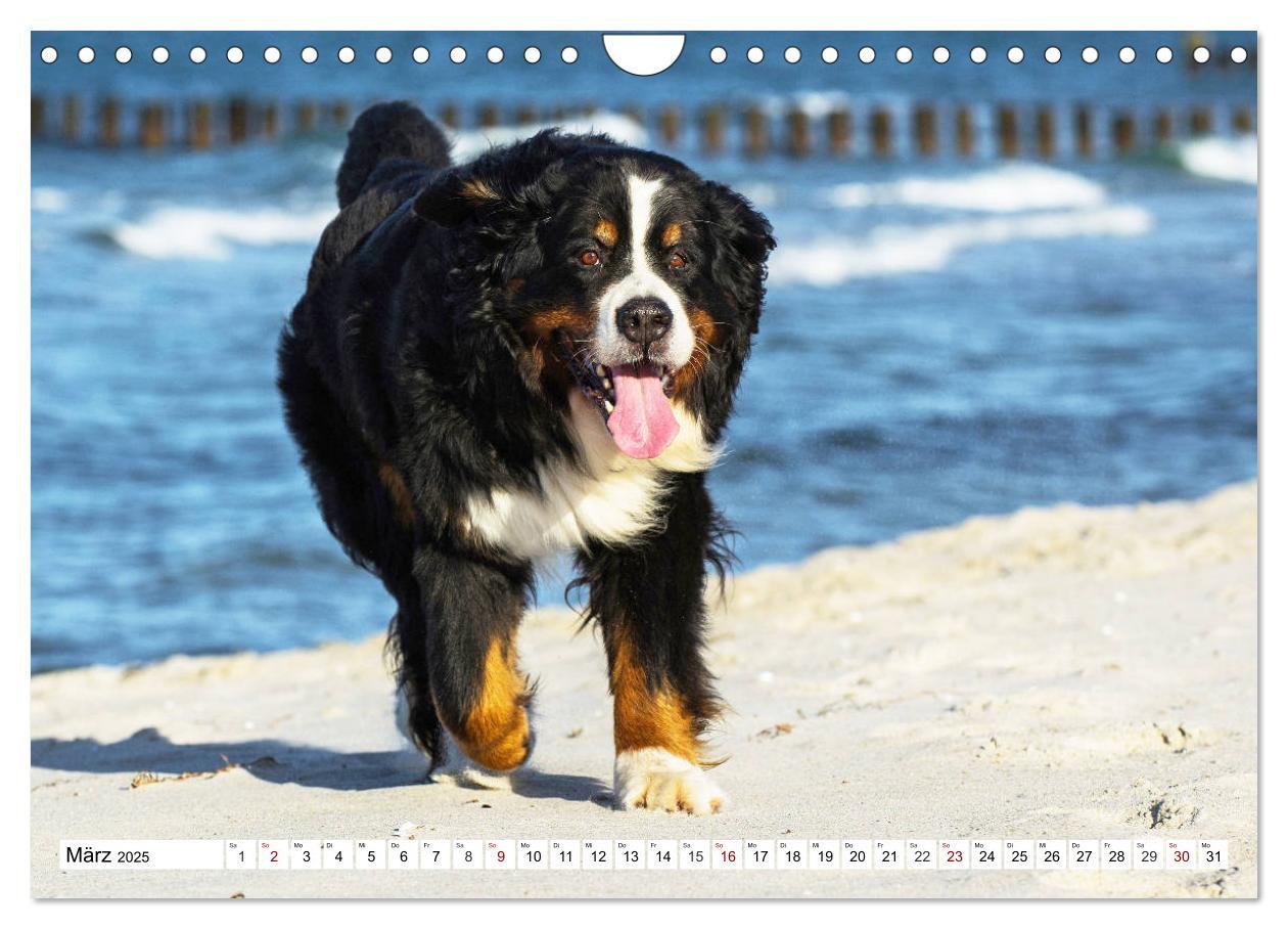 Bild: 9783435381258 | Faszinierende Schönheit Berner Sennenhund (Wandkalender 2025 DIN A4...