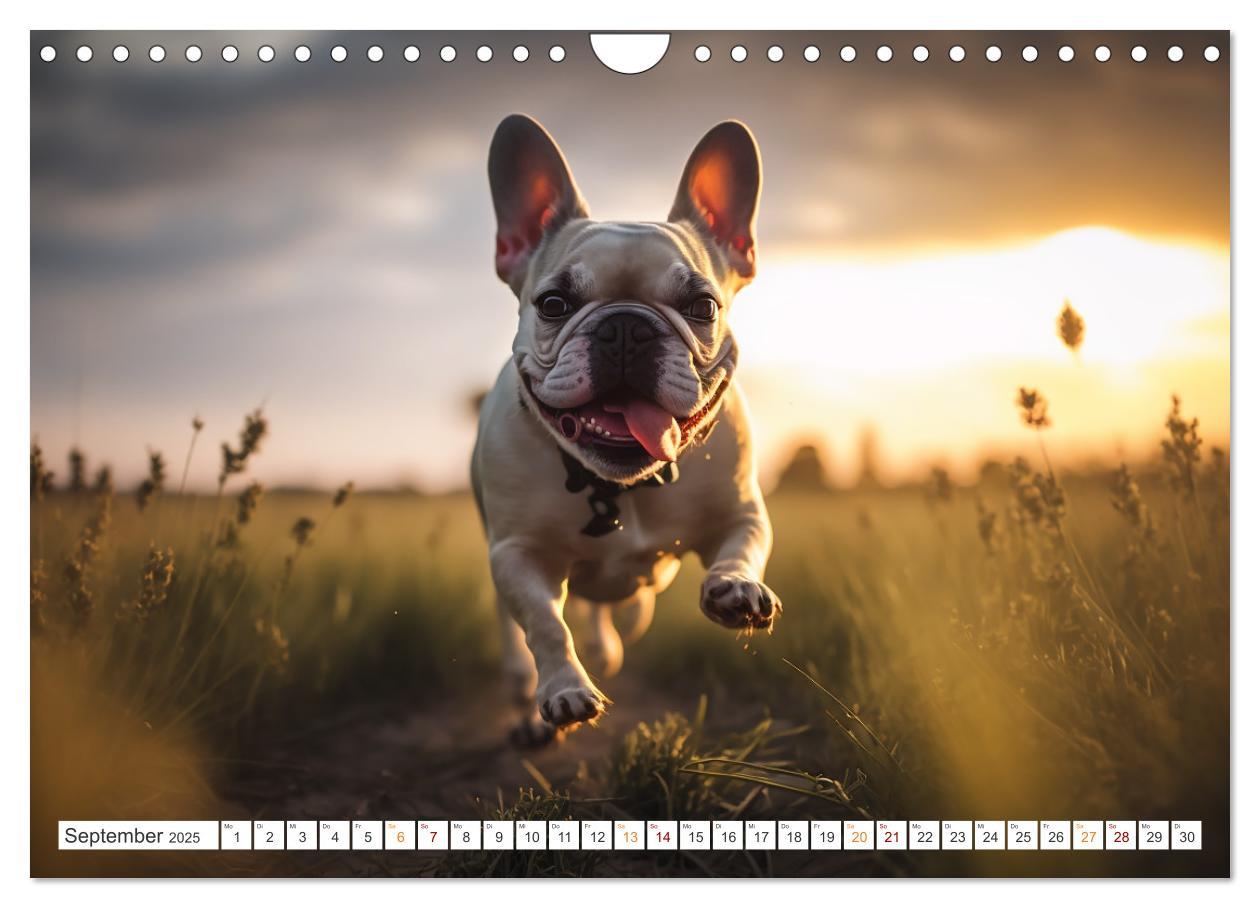 Bild: 9783383869181 | Französische Bulldoggen (Wandkalender 2025 DIN A4 quer), CALVENDO...