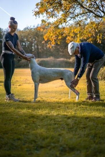 Bild: 9783275023103 | Hunde richtig ausstellen | Nicole Röder (u. a.) | Taschenbuch | 96 S.