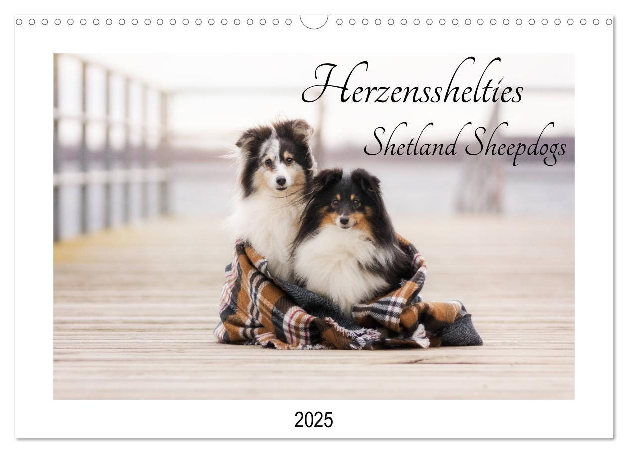 Cover: 9783435307944 | Herzensshelties - Shetland Sheepdogs (Wandkalender 2025 DIN A3...