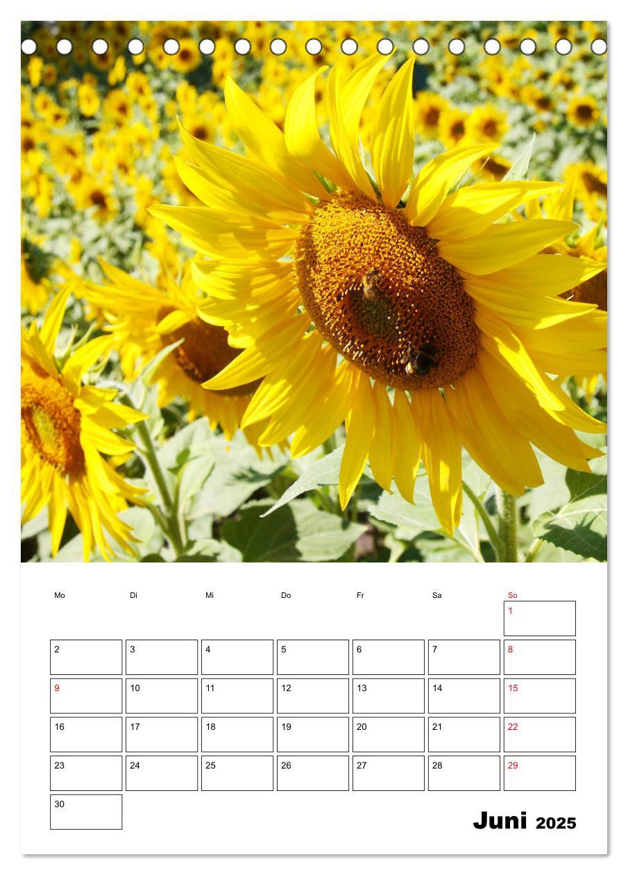 Bild: 9783435969807 | Leuchtende Sonnenblumen (Tischkalender 2025 DIN A5 hoch), CALVENDO...