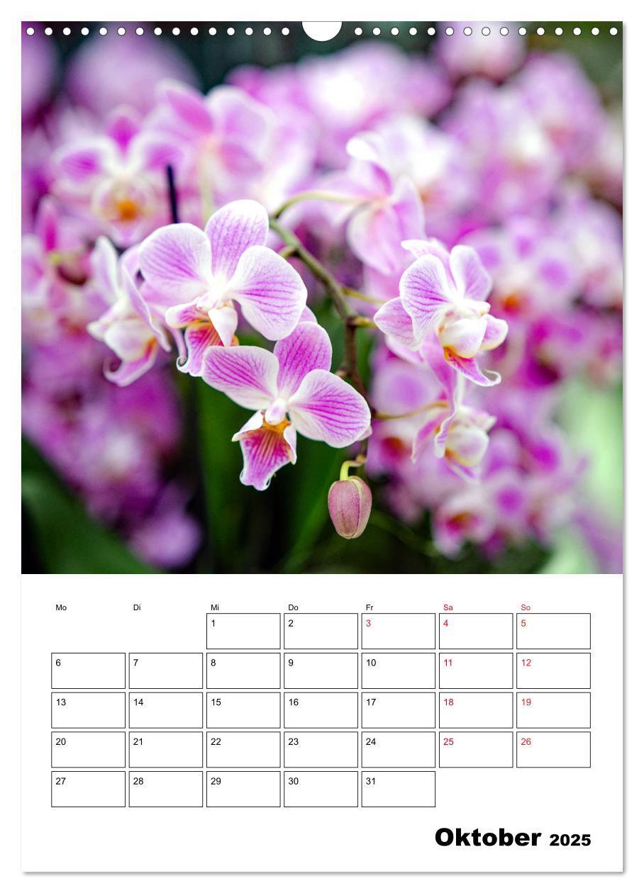 Bild: 9783435977499 | Orchideen - Tropische Schönheiten (Wandkalender 2025 DIN A3 hoch),...