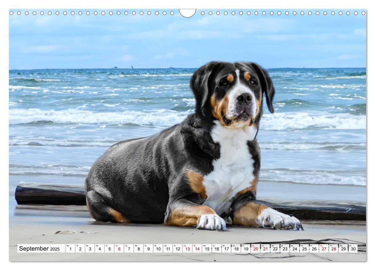 Bild: 9783457218013 | Große Schweizer - Gigantische Sennenhunde (Wandkalender 2025 DIN A3...