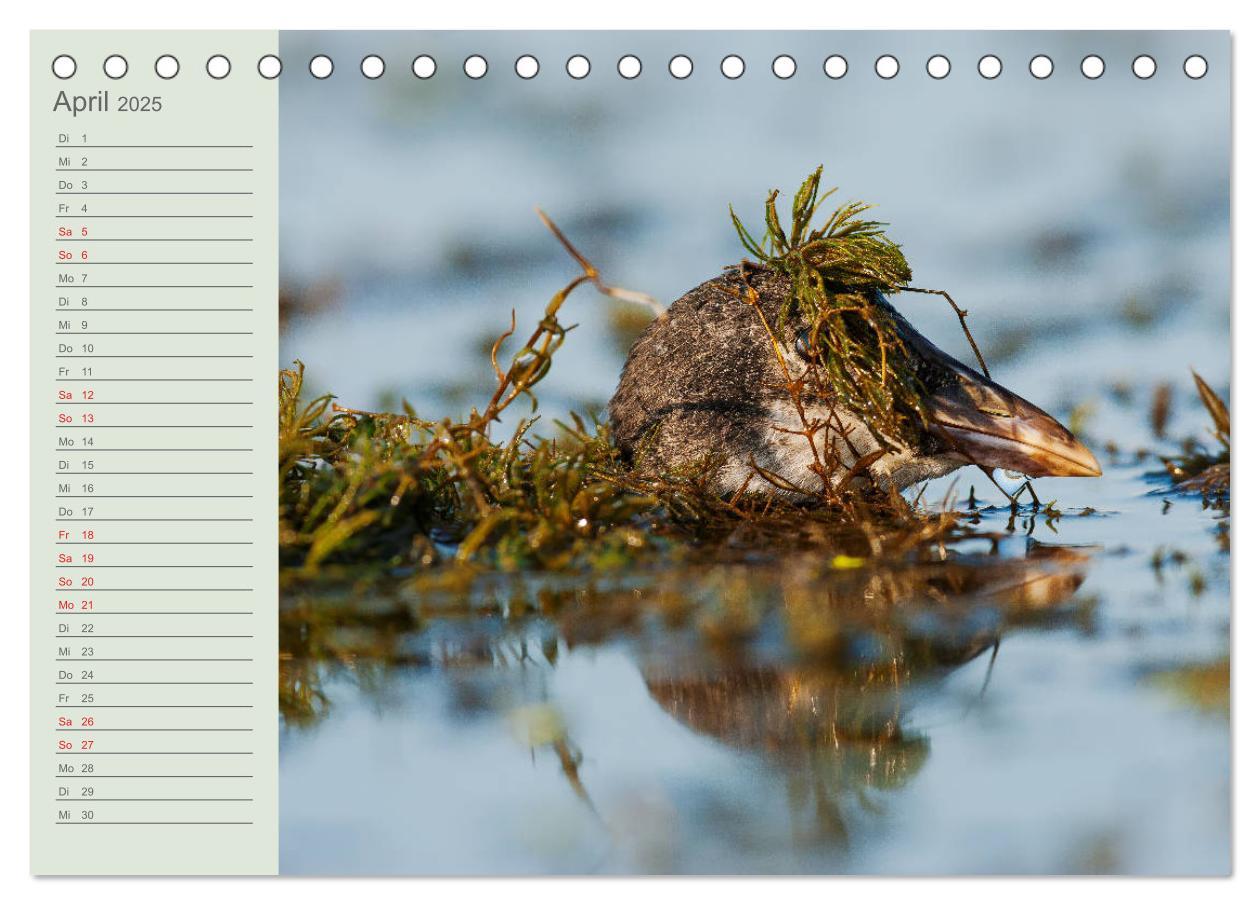 Bild: 9783435097760 | Donaudelta - Tierparadies am Schwarzen Meer (Tischkalender 2025 DIN...