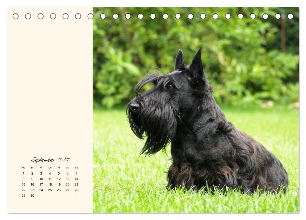 Bild: 9783435339372 | Scottish Terrier - Charmantes Rauhbein (Tischkalender 2025 DIN A5...