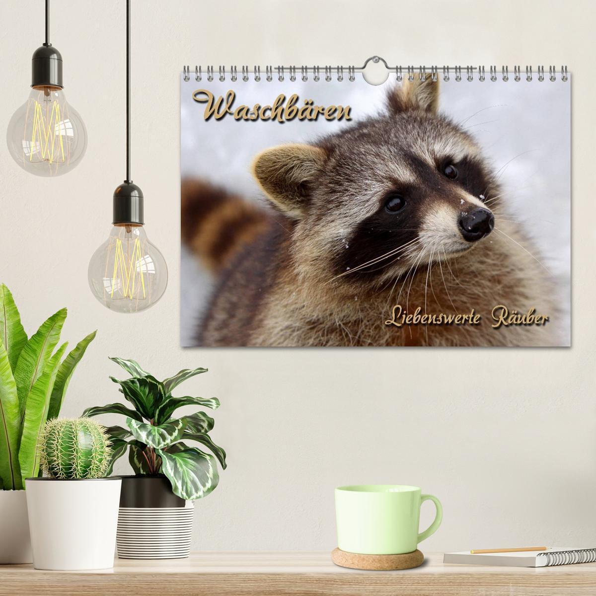 Bild: 9783435834631 | Waschbären (Wandkalender 2025 DIN A4 quer), CALVENDO Monatskalender