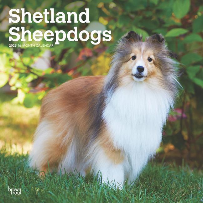 Cover: 9781975477721 | Shetland Sheepdogs 2025 12 X 24 Inch Monthly Square Wall Calendar...