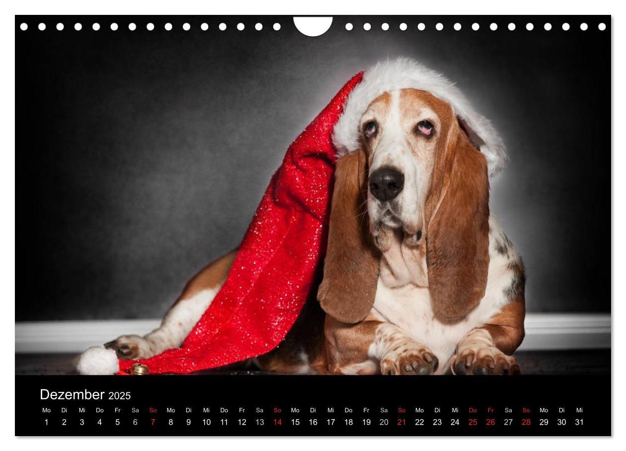 Bild: 9783457183274 | Der Basset, eine LANGE und besondere Liebe (Wandkalender 2025 DIN...