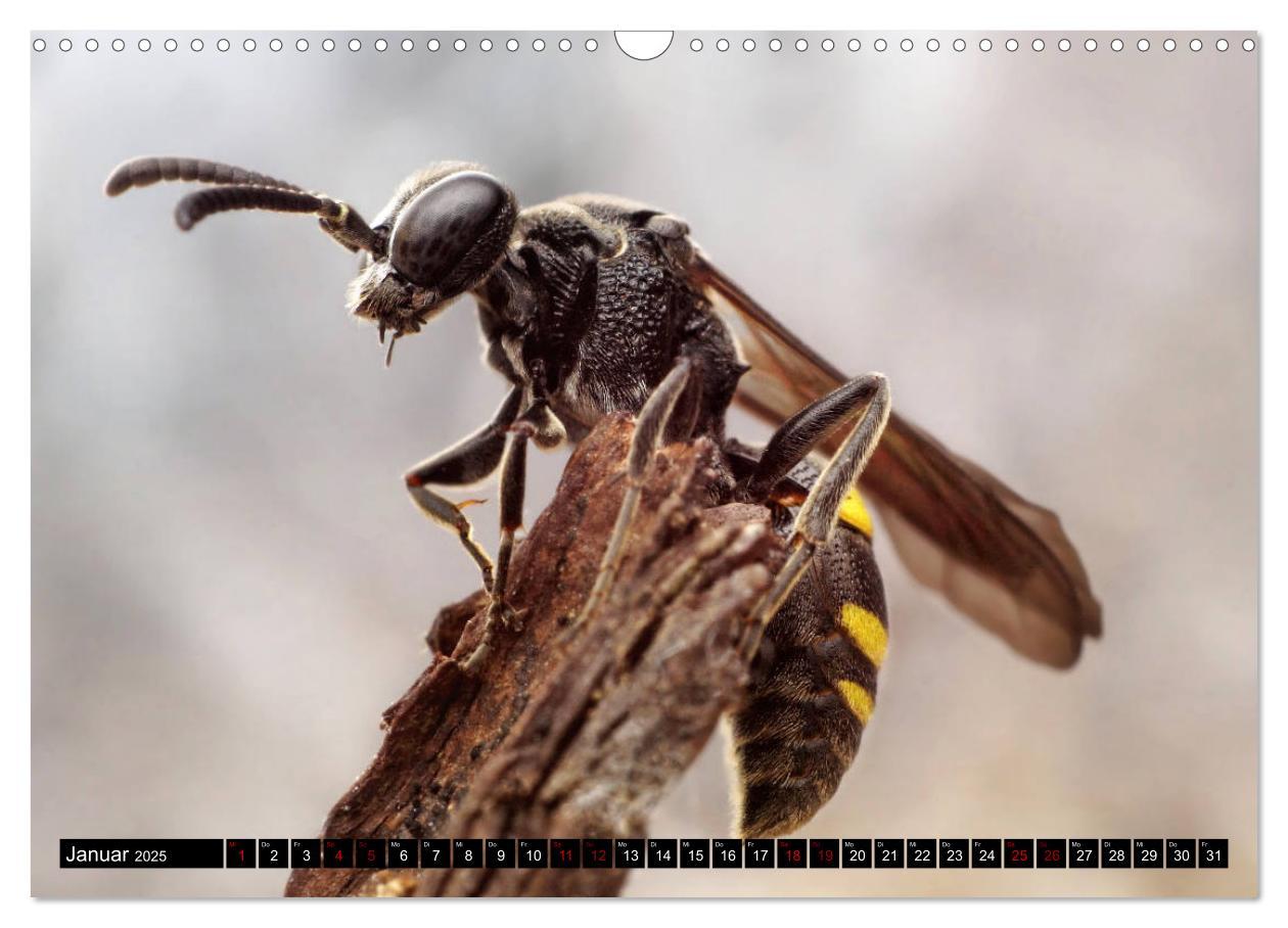 Bild: 9783435340514 | Faszination Makrofotografie: Wespen und Bienen (Wandkalender 2025...