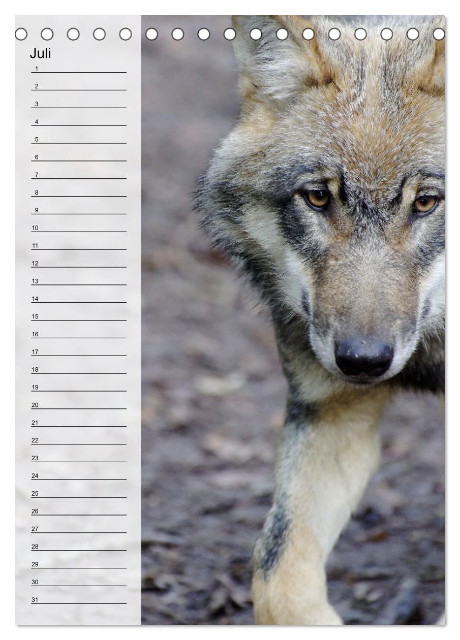 Bild: 9783435882335 | Der Wolf - Isegrim in den heimischen Wäldern - Kalender 2025...