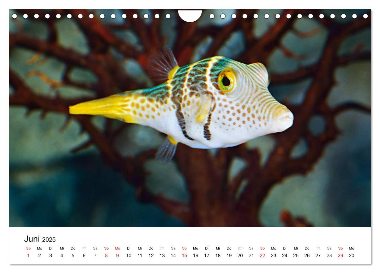 Bild: 9783435794362 | Fischzauber - Wundervolle Aquarienfische (Wandkalender 2025 DIN A4...