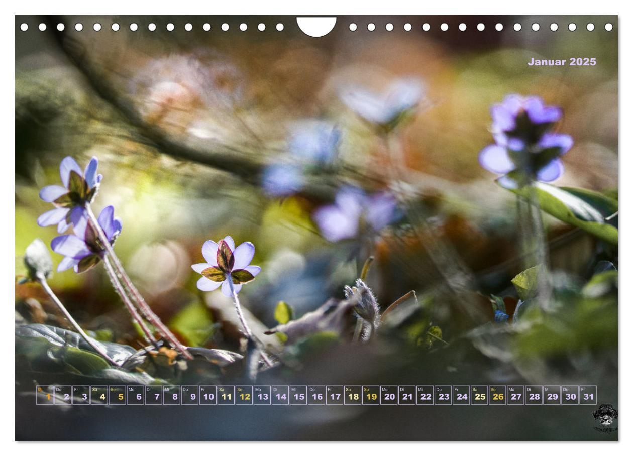 Bild: 9783435051663 | Magische Natur in NRW 2025 (Wandkalender 2025 DIN A4 quer),...