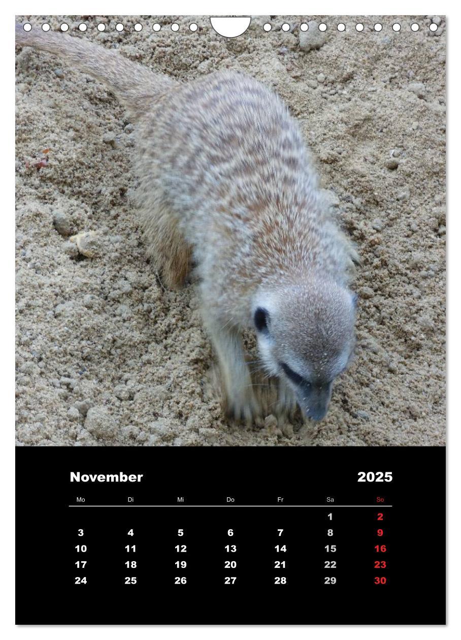 Bild: 9783457080597 | Erdmännchen (Wandkalender 2025 DIN A4 hoch), CALVENDO Monatskalender