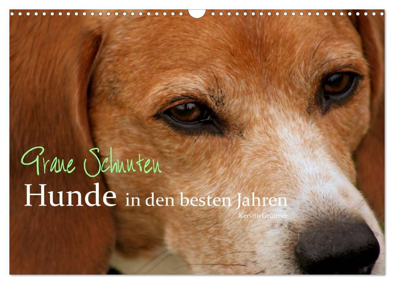 Cover: 9783435643622 | Graue Schnuten - Hunde in den besten Jahren (Wandkalender 2025 DIN...