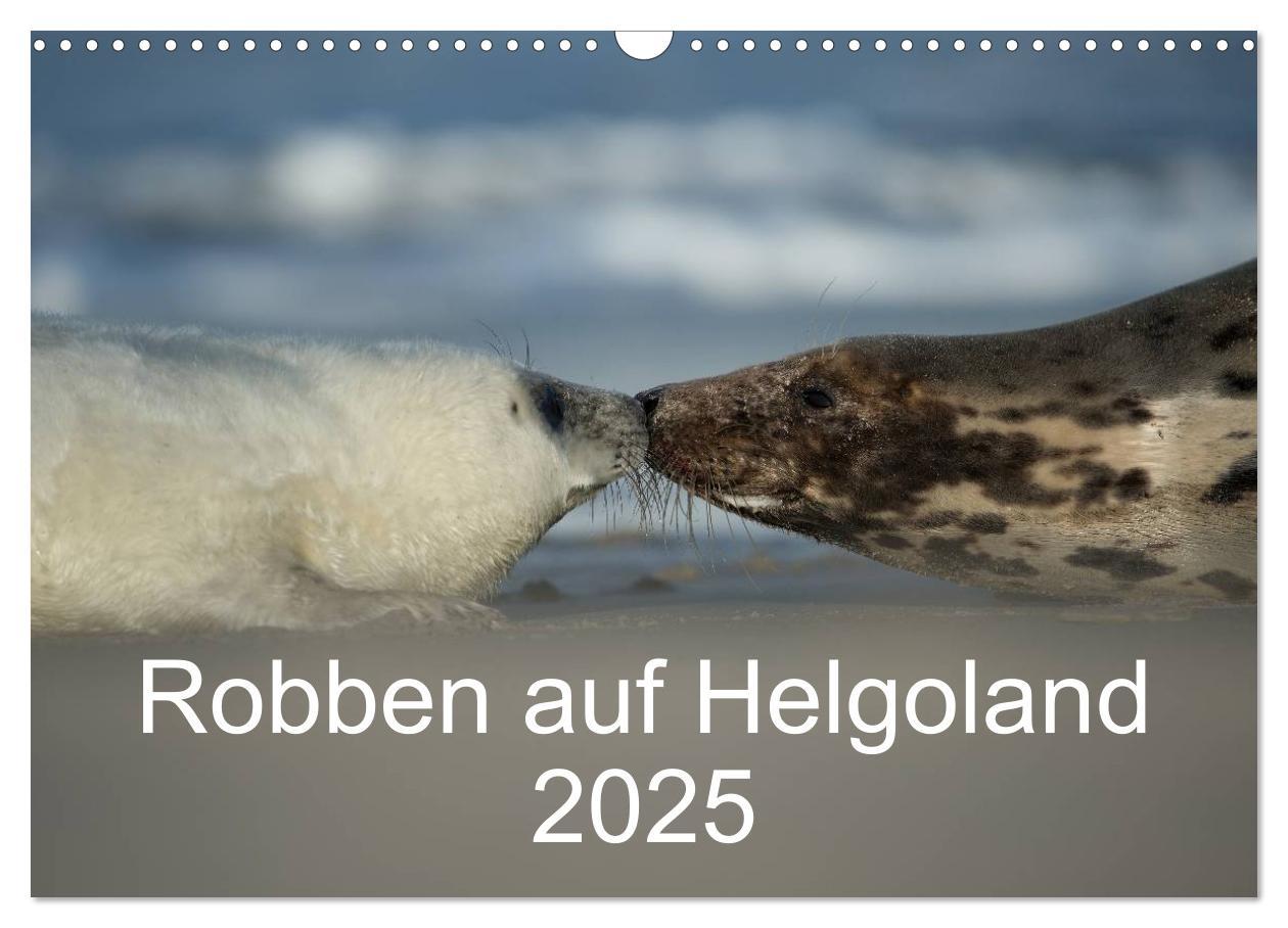 Cover: 9783435718733 | Robben auf Helgoland 2025 (Wandkalender 2025 DIN A3 quer), CALVENDO...