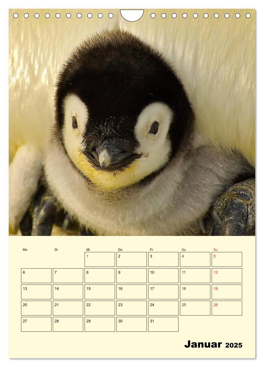 Bild: 9783457018637 | Pinguine. Wackeln im Thermo-Frack (Wandkalender 2025 DIN A4 hoch),...