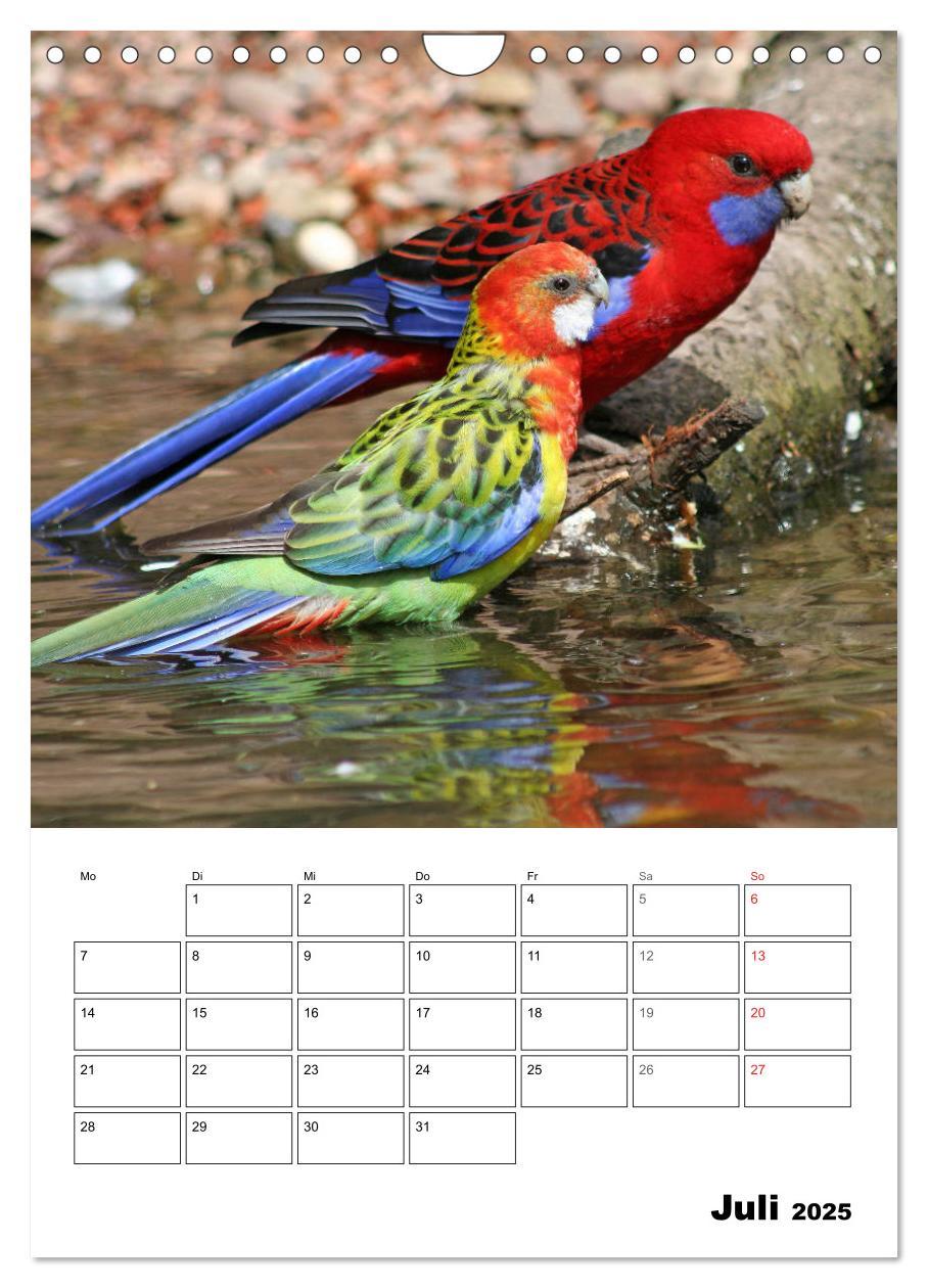 Bild: 9783435985418 | Papageien - Graupapagei, Rosella und Co. (Wandkalender 2025 DIN A4...