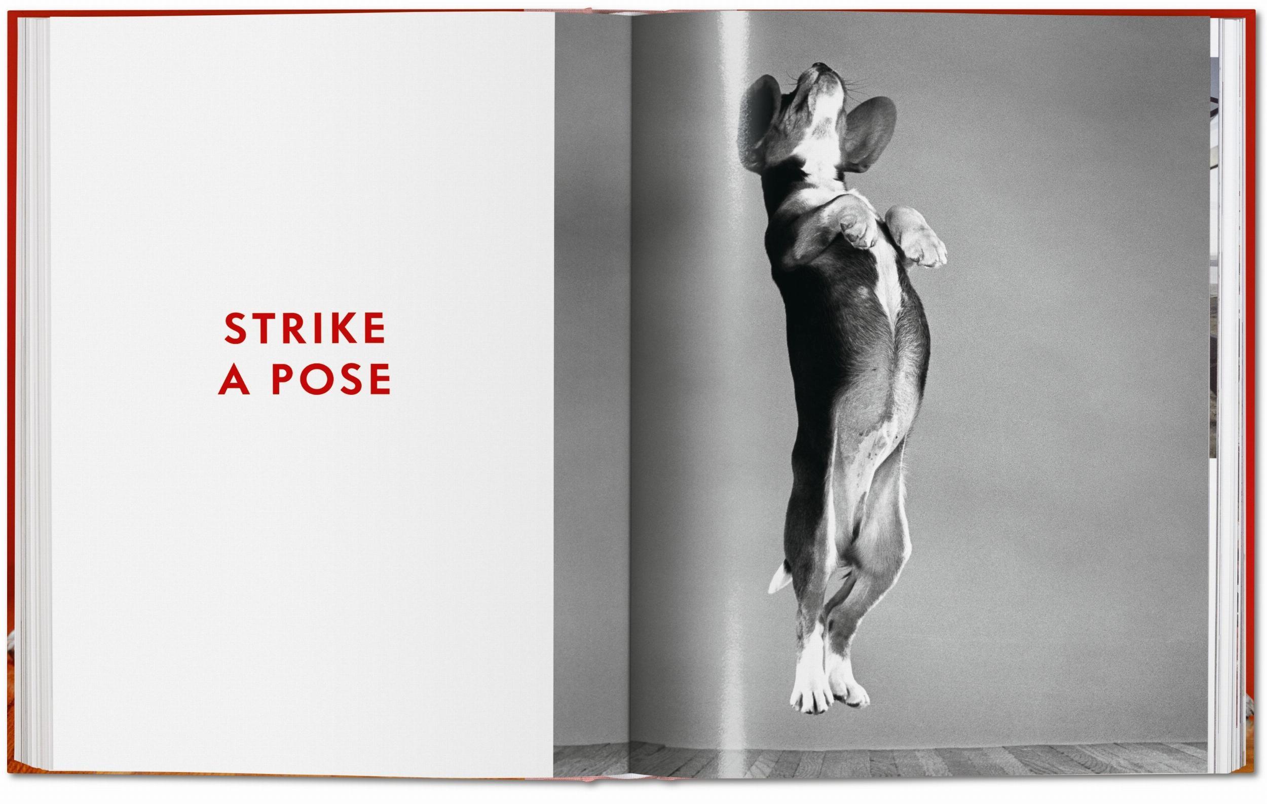 Bild: 9783836584296 | Walter Chandoha. Dogs. Photographs 1941-1991 | Reuel Golden | Buch