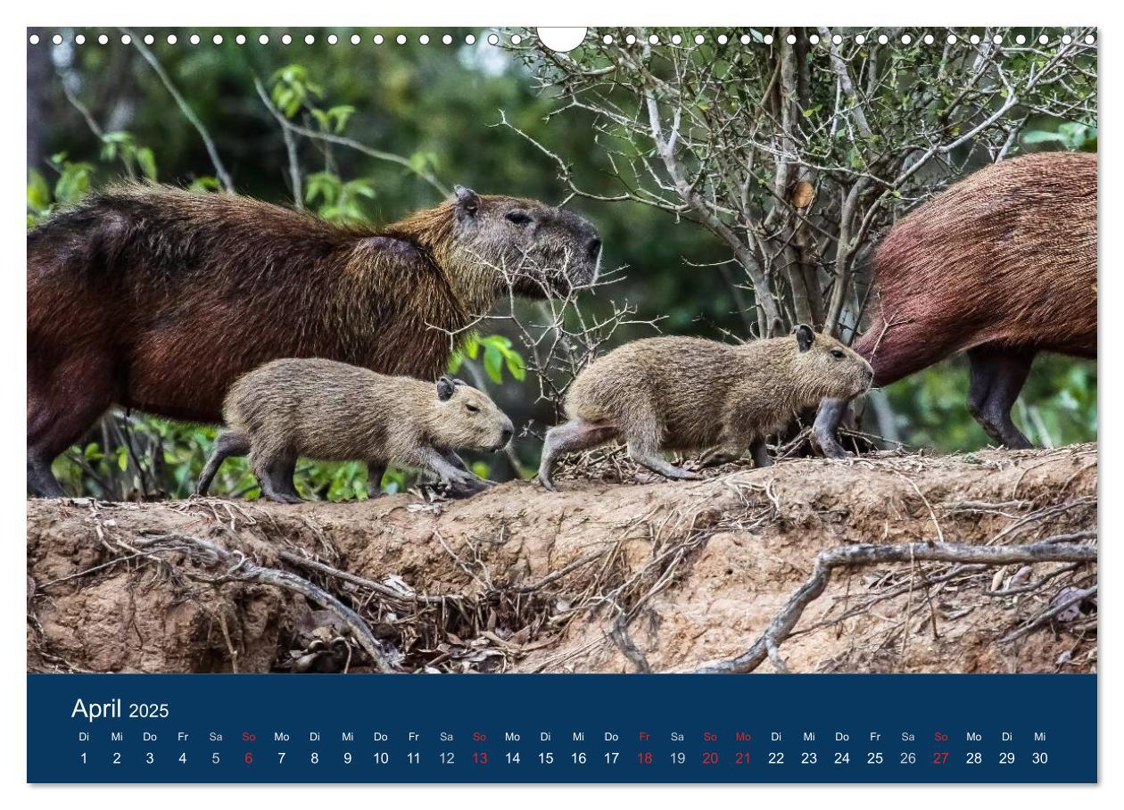 Bild: 9783435687152 | Brasilien tierisch gut 2025 (Wandkalender 2025 DIN A3 quer),...