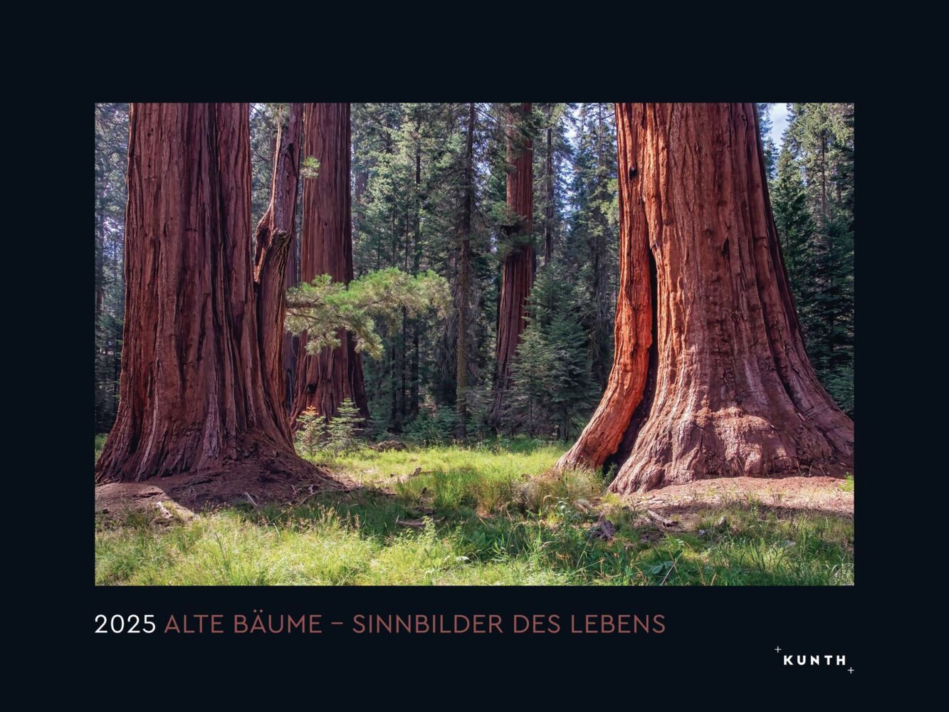 Cover: 9783965913349 | Alte Bäume, Sinnbilder des Lebens - KUNTH Wandkalender 2025 | Kalender