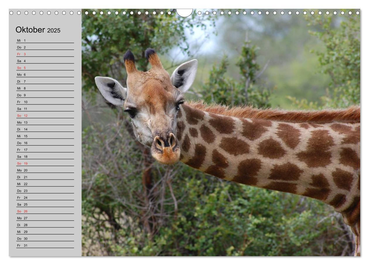 Bild: 9783435534968 | Giraffen. Dem Himmel so nah (Wandkalender 2025 DIN A3 quer),...