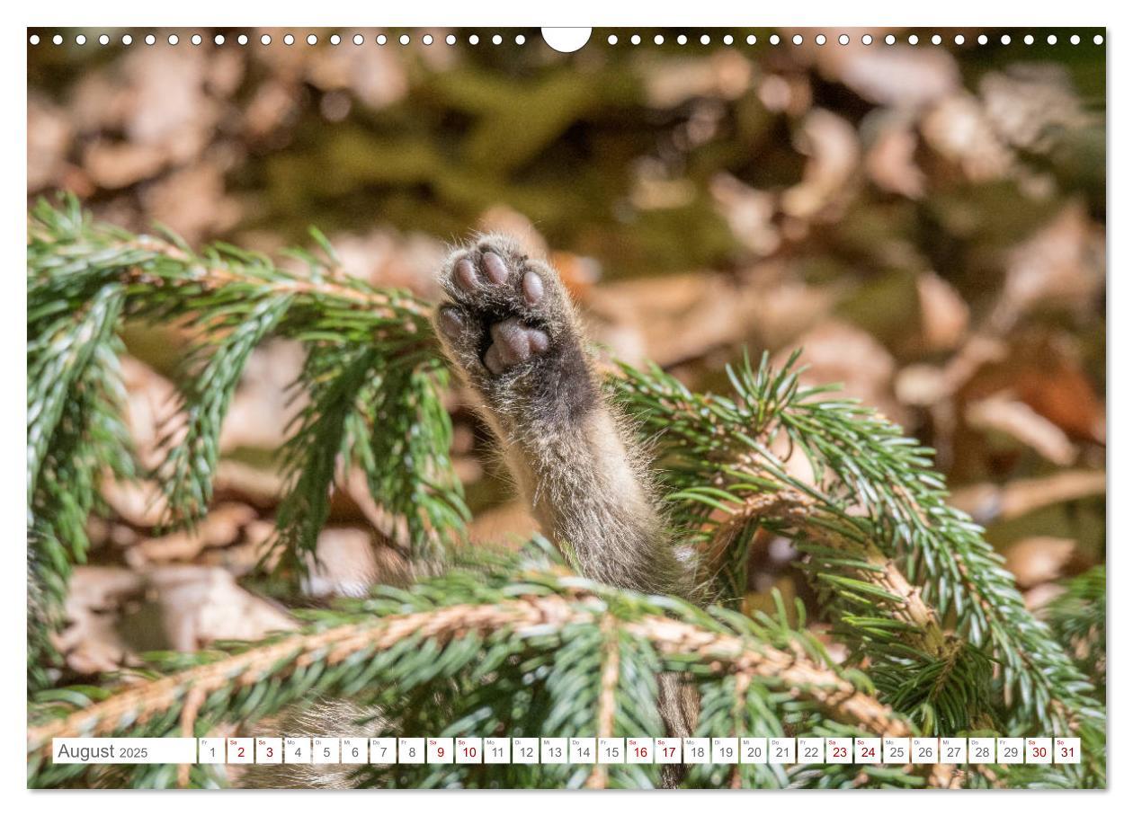 Bild: 9783435219339 | Wildkatzen - die anmutigsten Raubiere in Europa. (Wandkalender 2025...