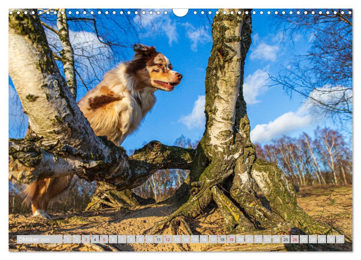 Bild: 9783435547197 | Australian Shepherd 2025 (Wandkalender 2025 DIN A3 quer), CALVENDO...