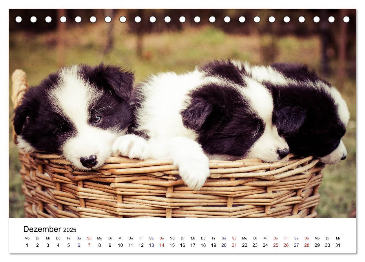 Bild: 9783435615322 | Pfotastische Border Collie Welpen (Tischkalender 2025 DIN A5 quer),...