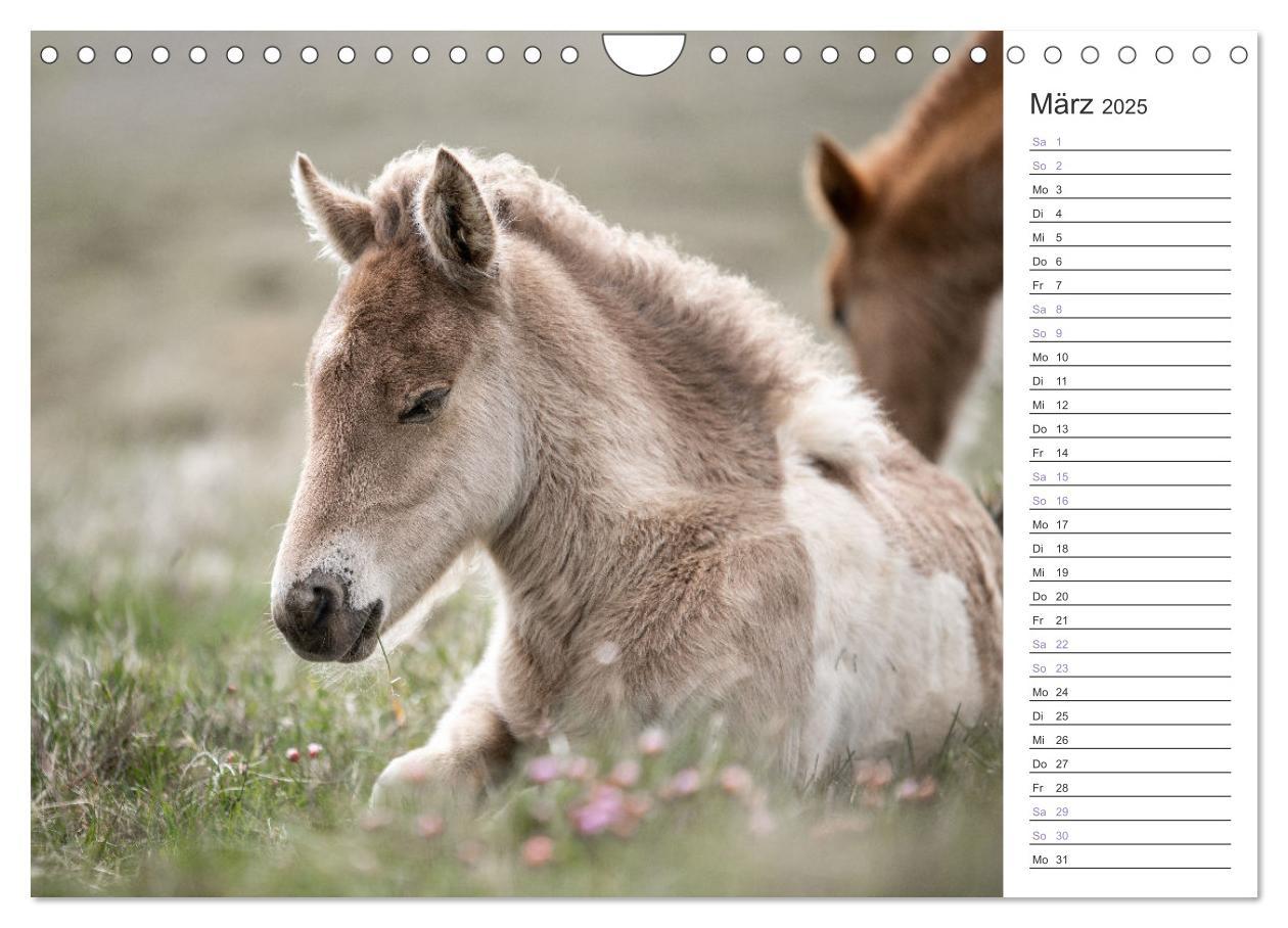 Bild: 9783383934476 | Islandpferde Kalender (Wandkalender 2025 DIN A4 quer), CALVENDO...