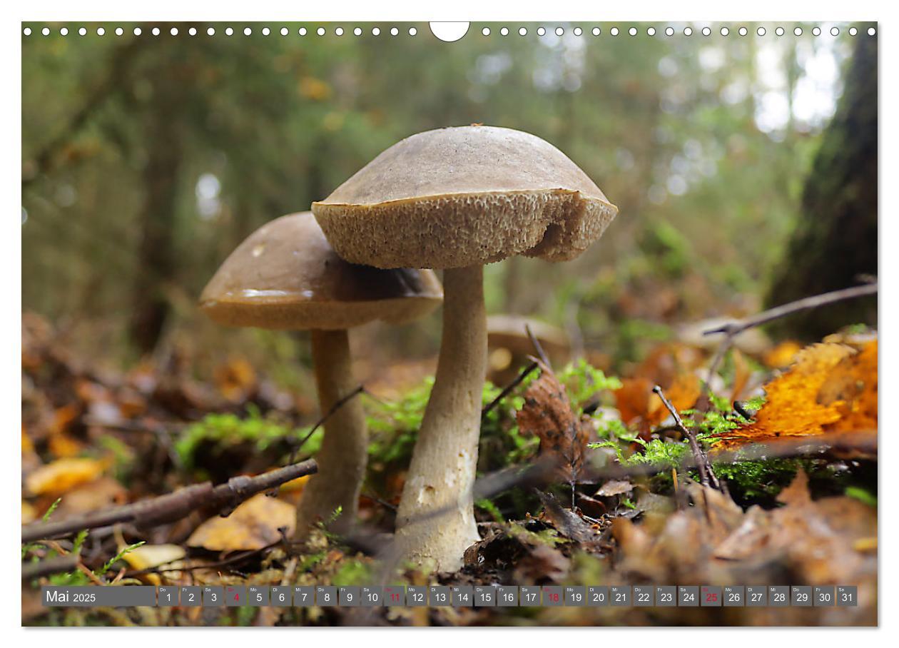 Bild: 9783435078646 | PILZE IM WALD (Wandkalender 2025 DIN A3 quer), CALVENDO Monatskalender