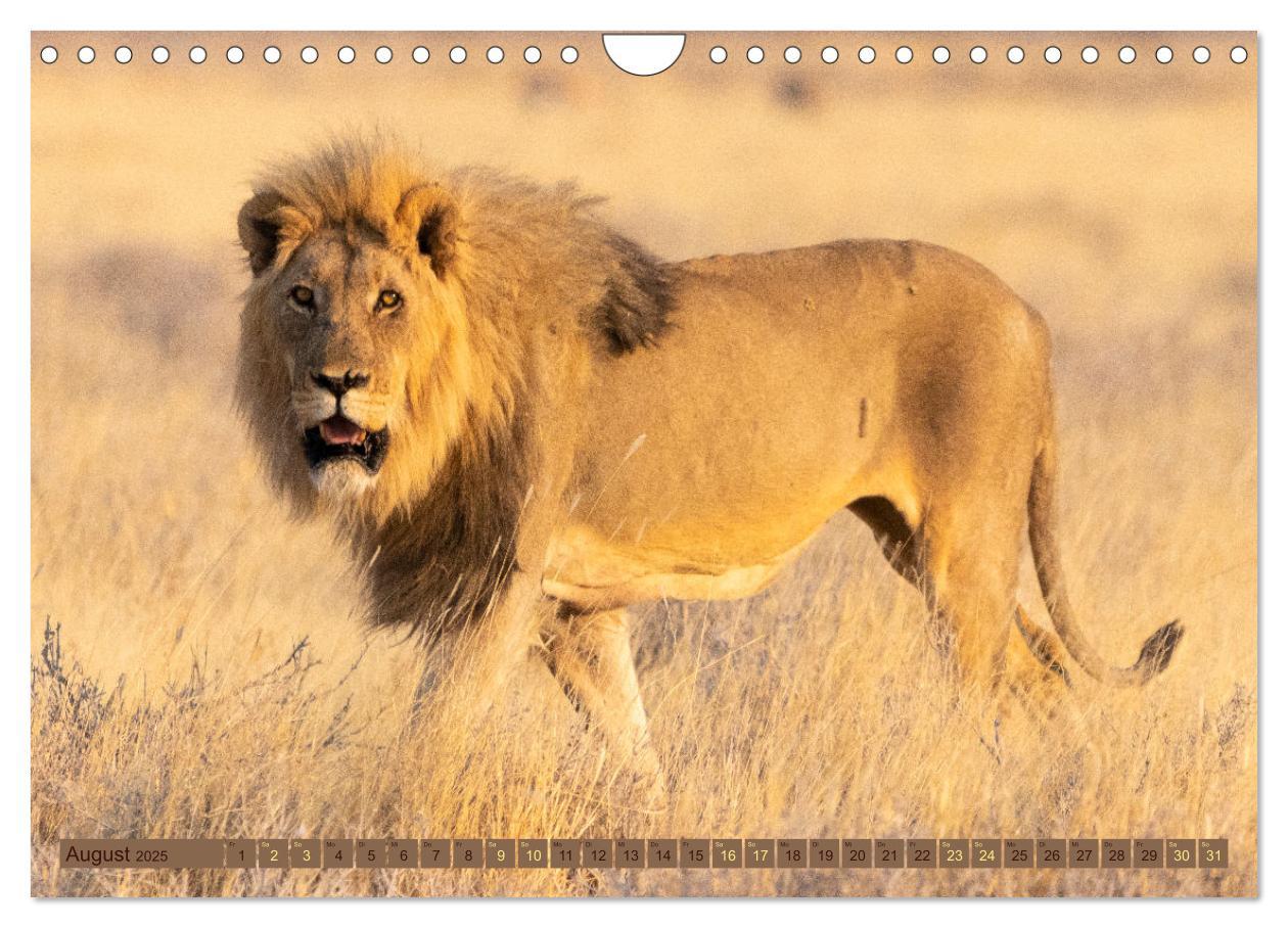 Bild: 9783383845468 | Wildlife Namibia - Etosha und Kalahari (Wandkalender 2025 DIN A4...