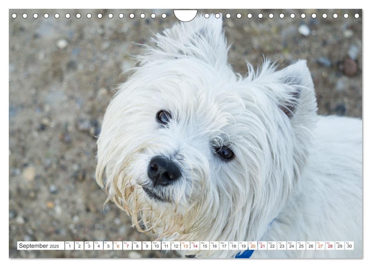 Bild: 9781325930739 | West Highland White Terrier - Your charming companion (Wall...