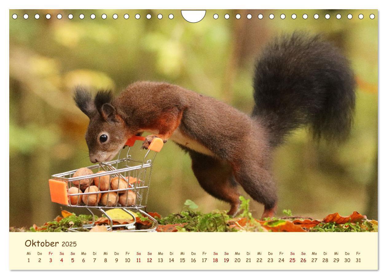 Bild: 9783435063383 | Eichhörnchen - zauberhaft verspielt (Wandkalender 2025 DIN A4...