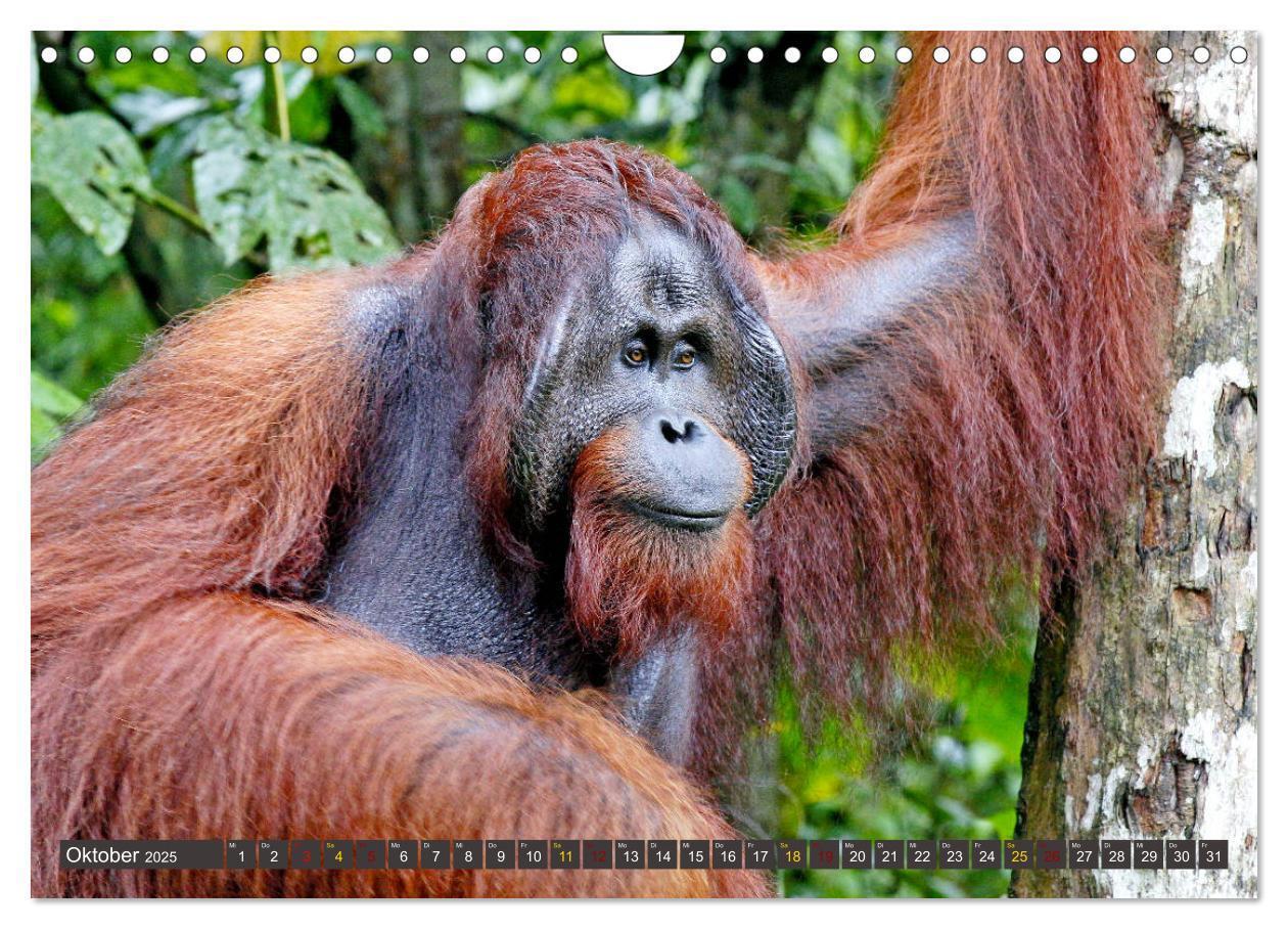 Bild: 9783435361915 | Waldmenschen - Orang Utans auf Borneo (Wandkalender 2025 DIN A4...