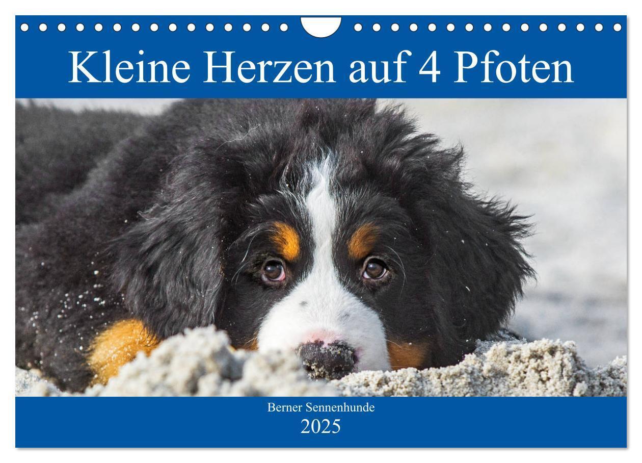 Cover: 9783435215737 | Kleine Herzen auf 4 Pfoten - Berner Sennenhunde (Wandkalender 2025...