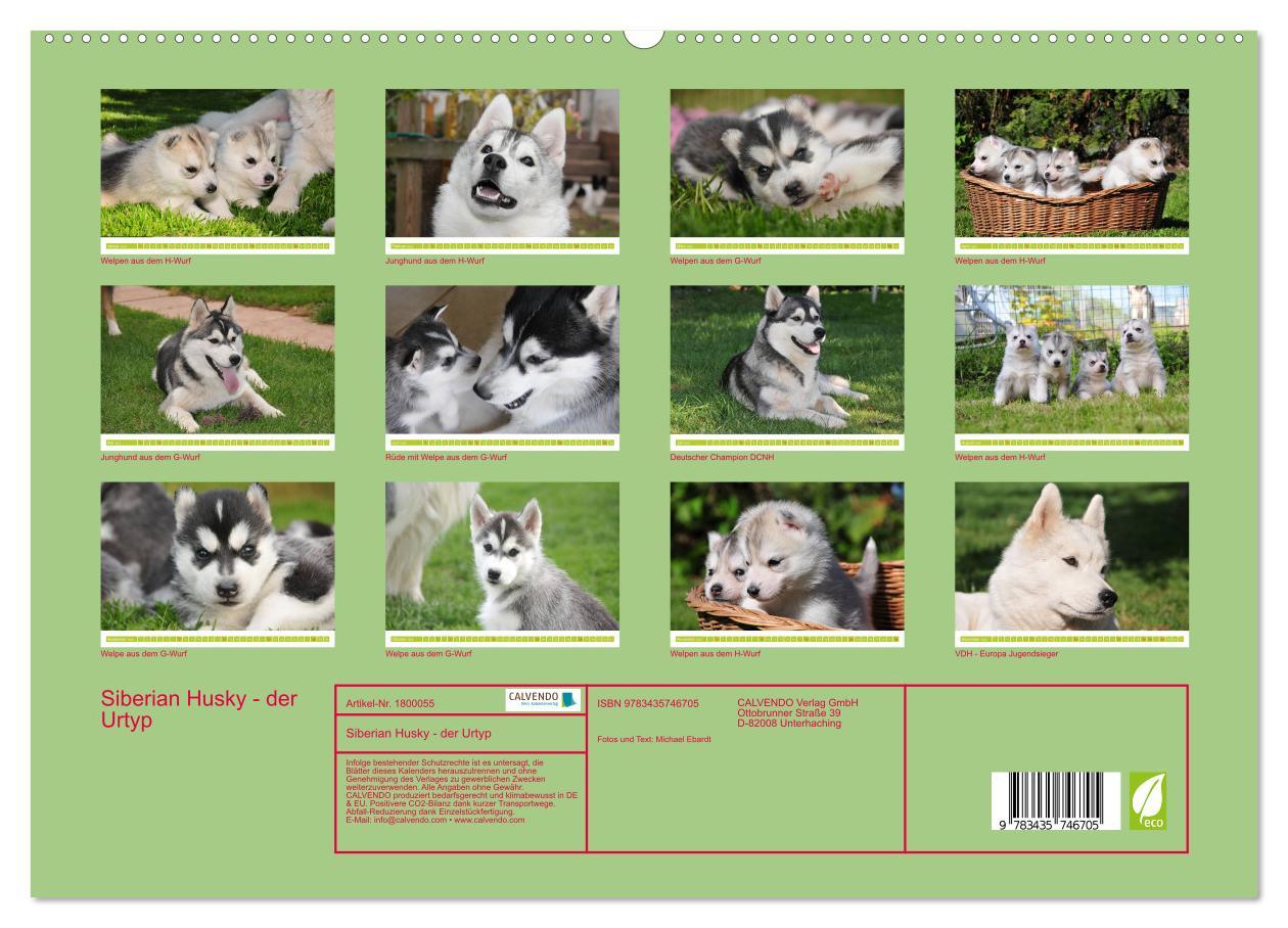 Bild: 9783435746705 | Siberian Husky - der Urtyp (hochwertiger Premium Wandkalender 2025...