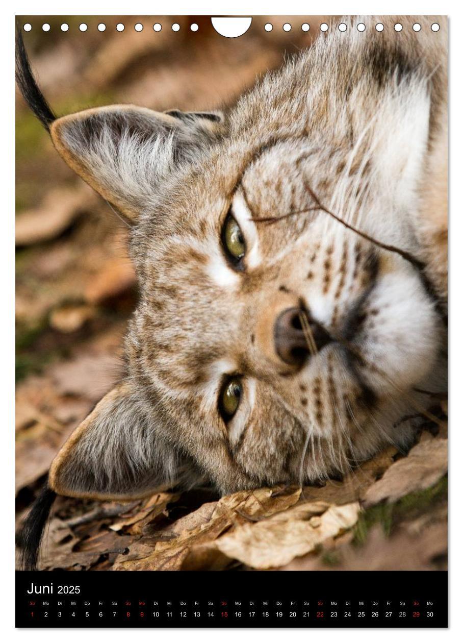 Bild: 9783457007570 | Der Luchs - Europas größte Samtpfote (Wandkalender 2025 DIN A4...