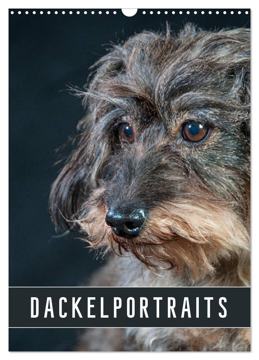 Cover: 9783435973668 | Dackelportraits (Wandkalender 2025 DIN A3 hoch), CALVENDO...