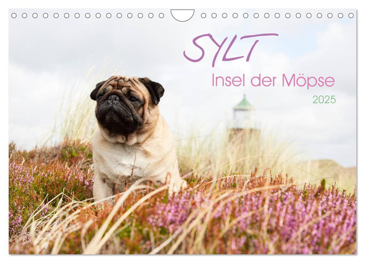 Cover: 9783435202157 | Sylt - Insel der Möpse (Wandkalender 2025 DIN A4 quer), CALVENDO...