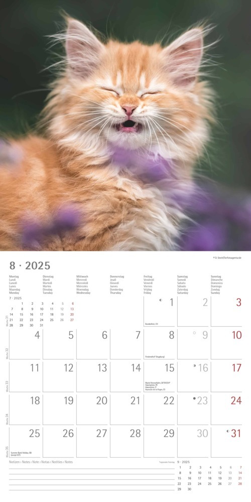 Bild: 4251732340827 | Alpha Edition - Funny Cats 2025 Broschürenkalender, 30x30cm,...