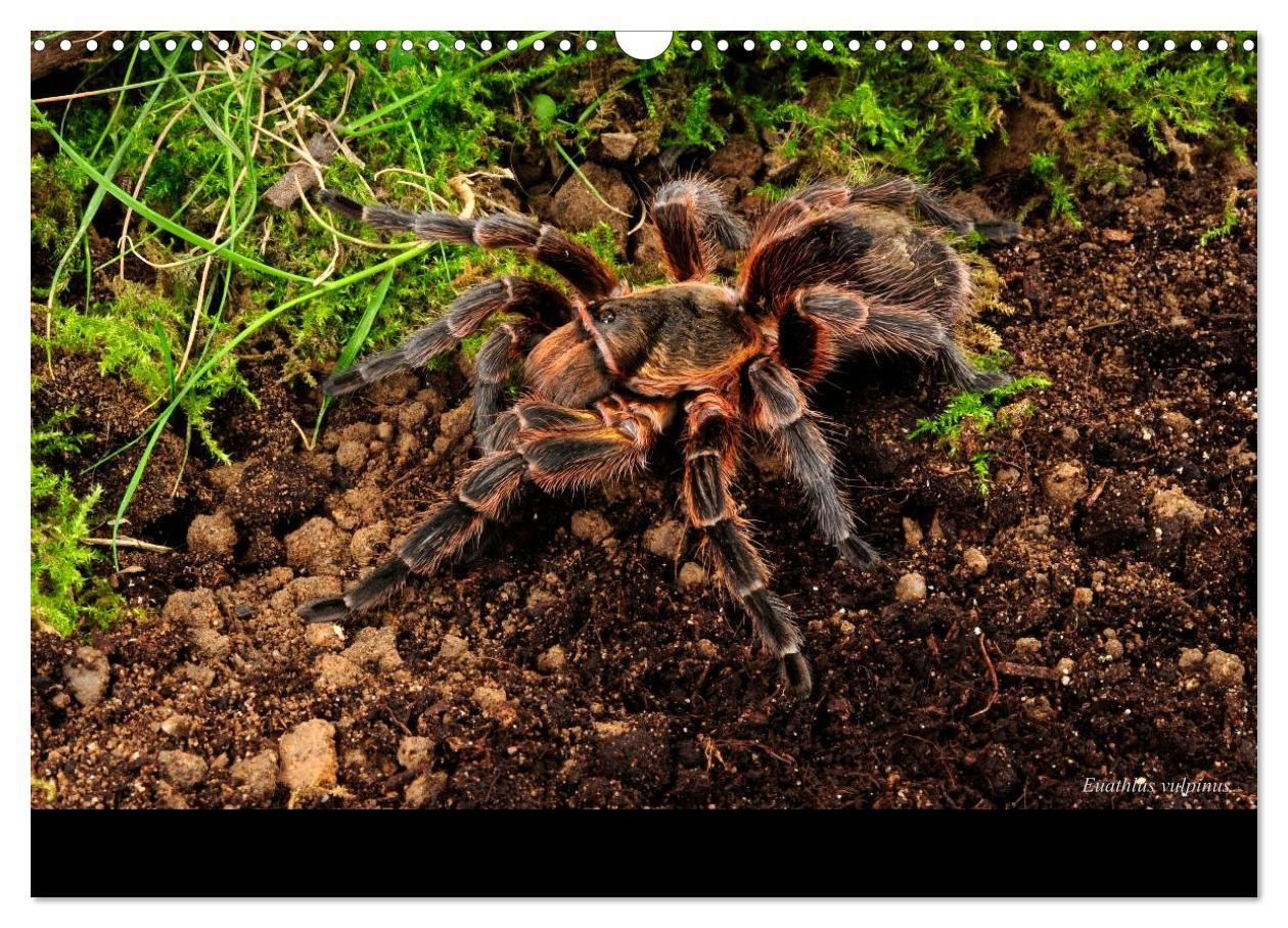 Bild: 9783435775866 | Vogelspinnen - Tarantulas (Wandkalender 2025 DIN A3 quer), CALVENDO...