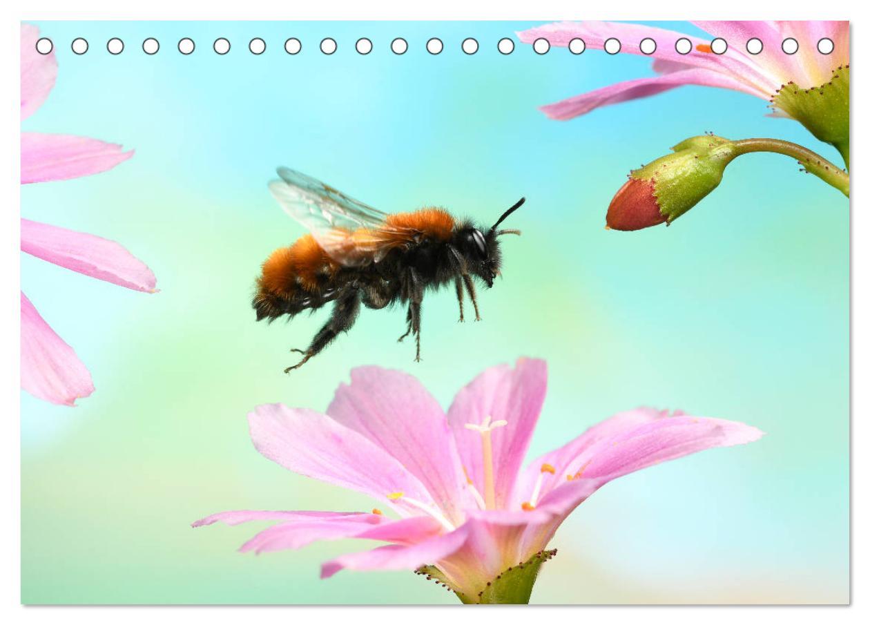 Bild: 9783435219681 | Sechs Beine in der Luft - Wildbienen im Flug (Tischkalender 2025...