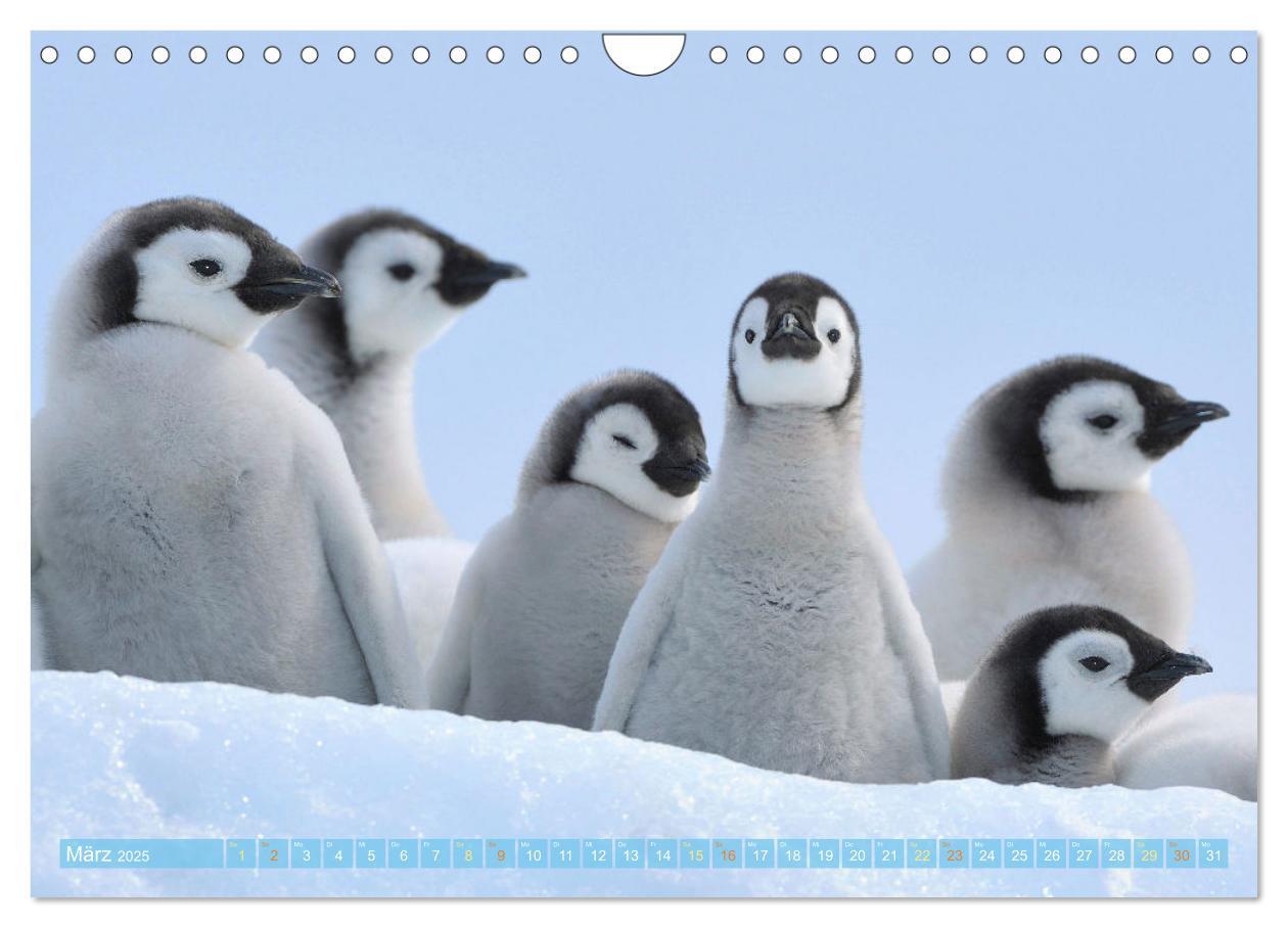 Bild: 9783457197929 | Pinguine: Gehupft wie gesprungen (Wandkalender 2025 DIN A4 quer),...