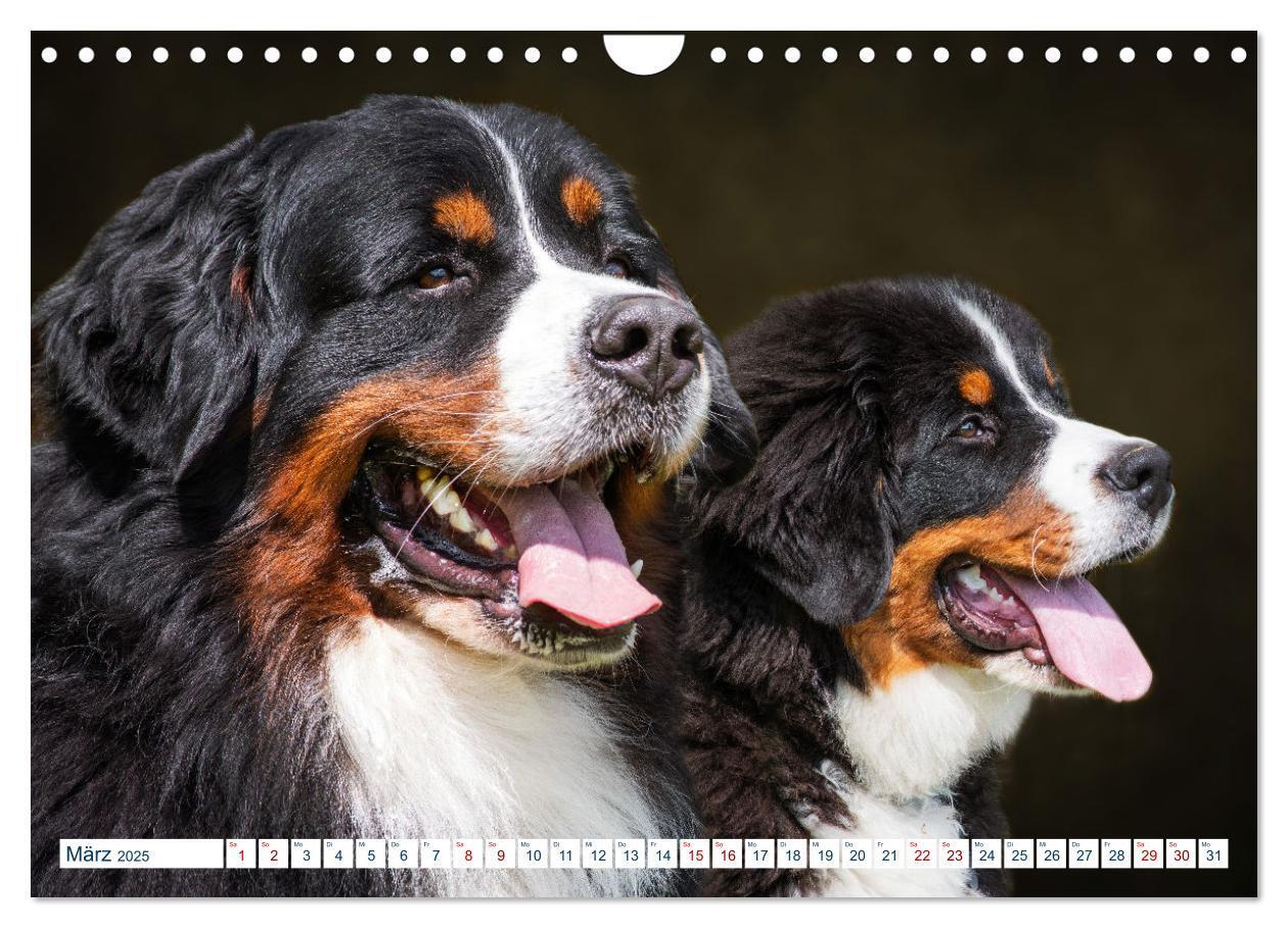 Bild: 9783435050321 | Berner Sennenhund - Ein Traum auf vier Pfoten (Wandkalender 2025...