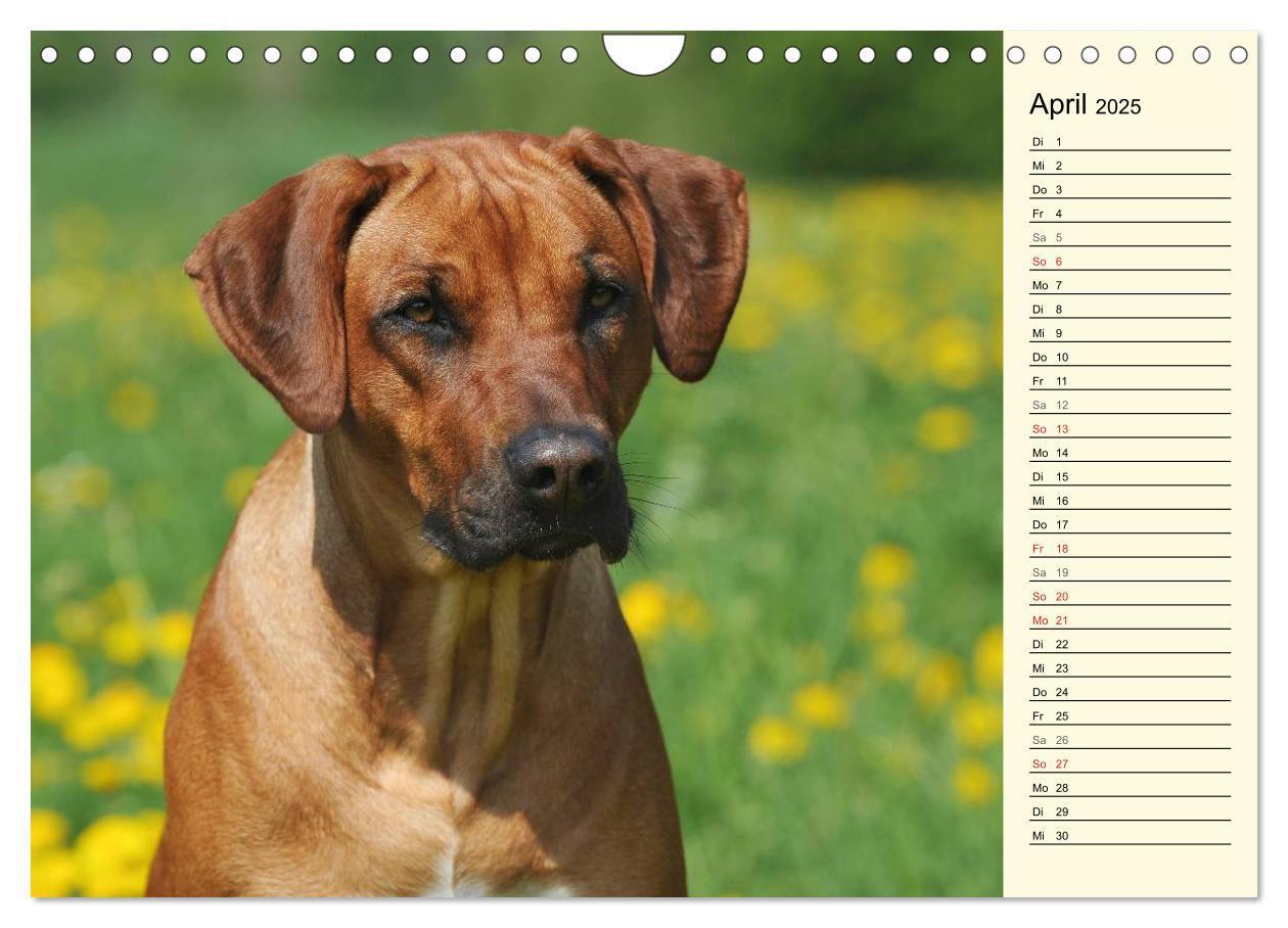 Bild: 9783435541416 | Rhodesian Ridgeback 2025 (Wandkalender 2025 DIN A4 quer), CALVENDO...