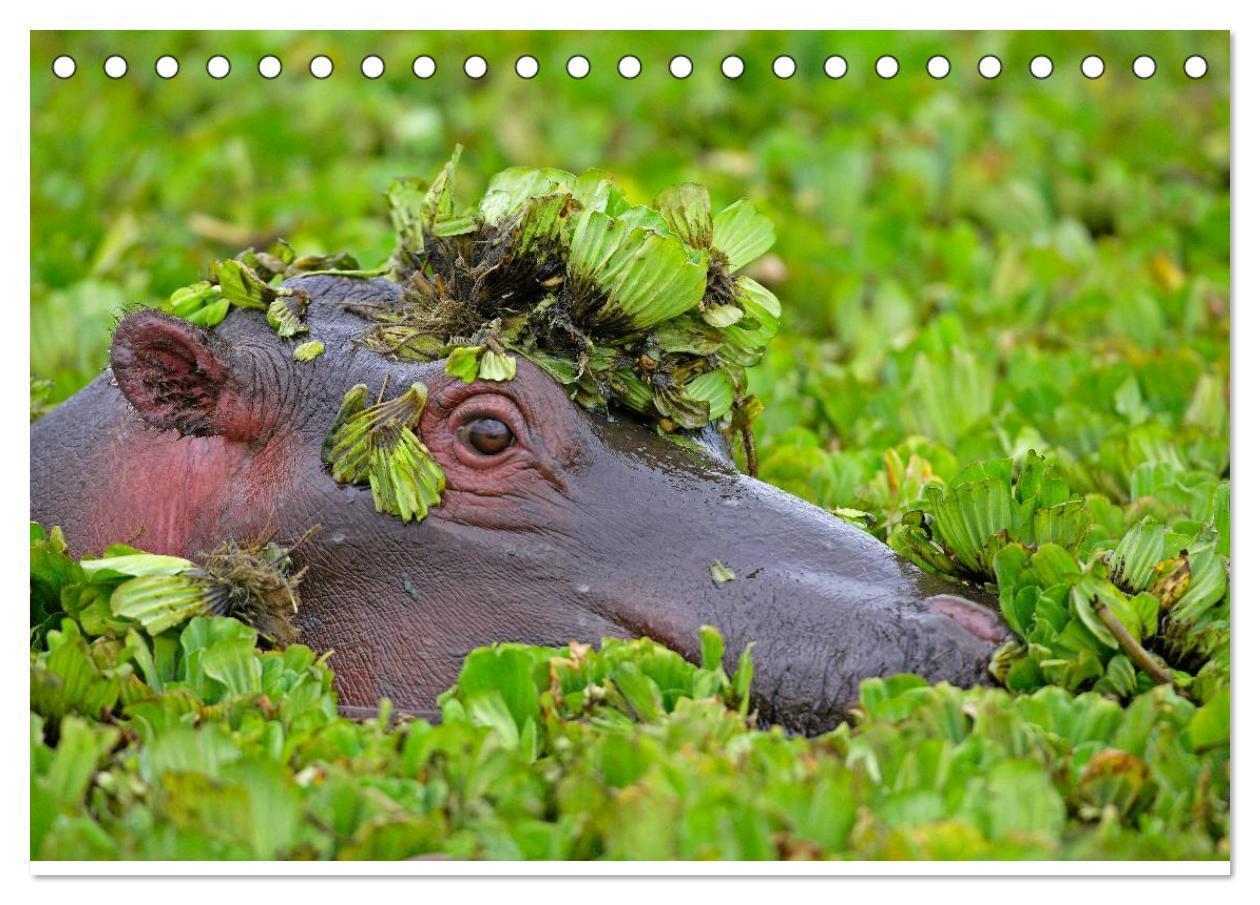 Bild: 9783435762026 | Flusspferde Magie des Augenblicks - Hippos in Afrika (Tischkalender...