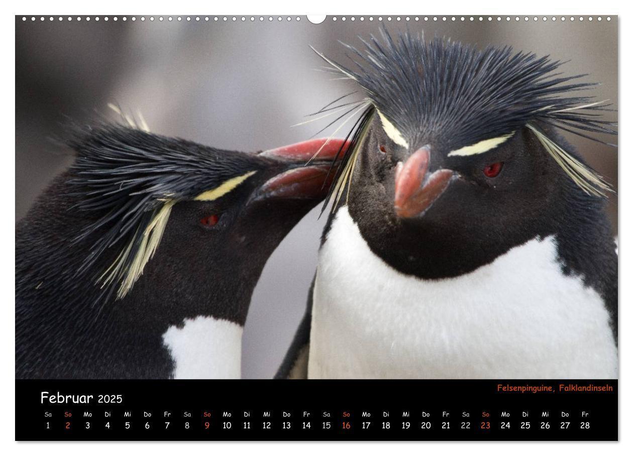 Bild: 9783435811700 | Pinguine aus aller Welt (Wandkalender 2025 DIN A2 quer), CALVENDO...